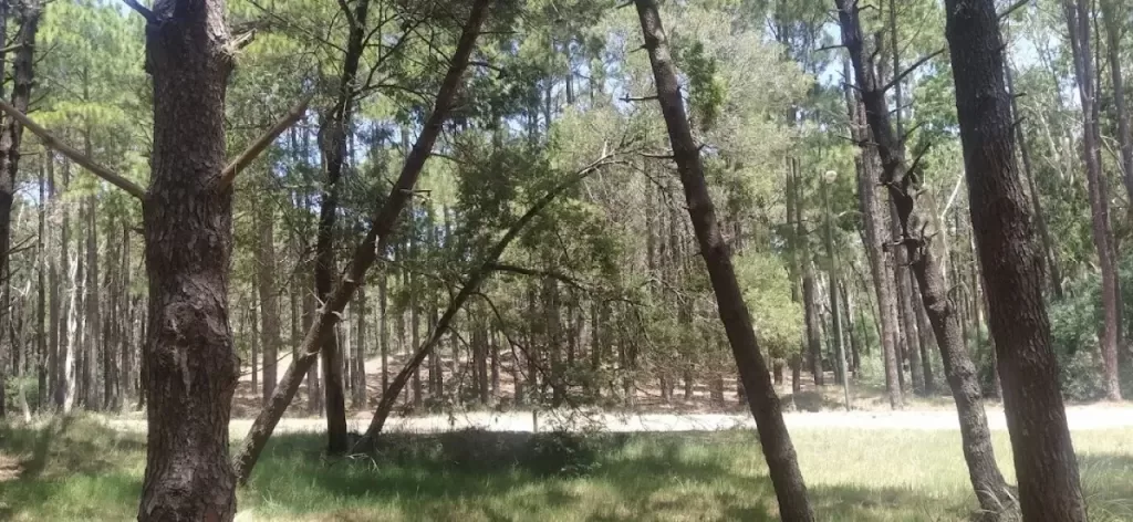 bosque de pinos